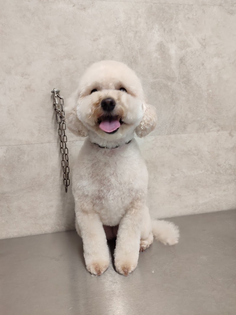 Tao - Pensione gatti e Toelettatura animali - Foto 2