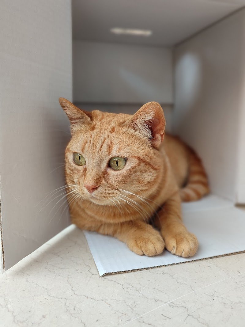 Tao - Pensione gatti e Toelettatura animali - Foto 3