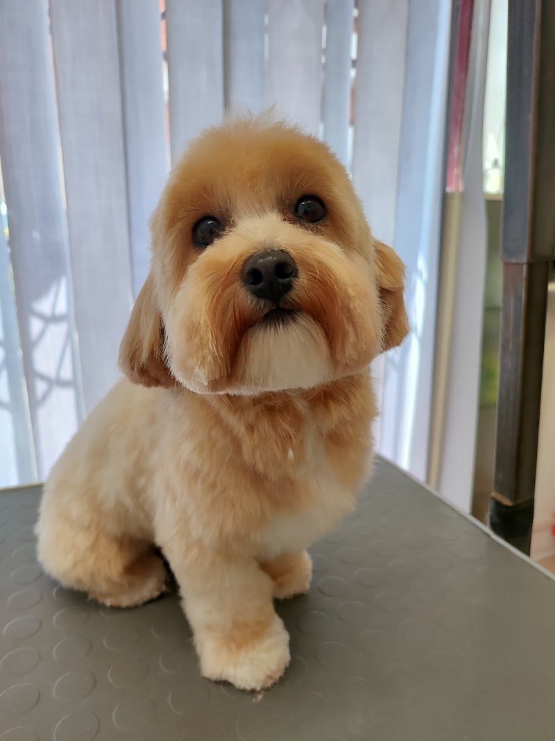 Tao - Pensione gatti e Toelettatura animali - Foto 5