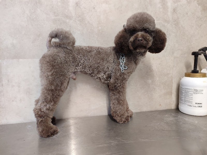 Tao - Pensione gatti e Toelettatura animali - Foto 6