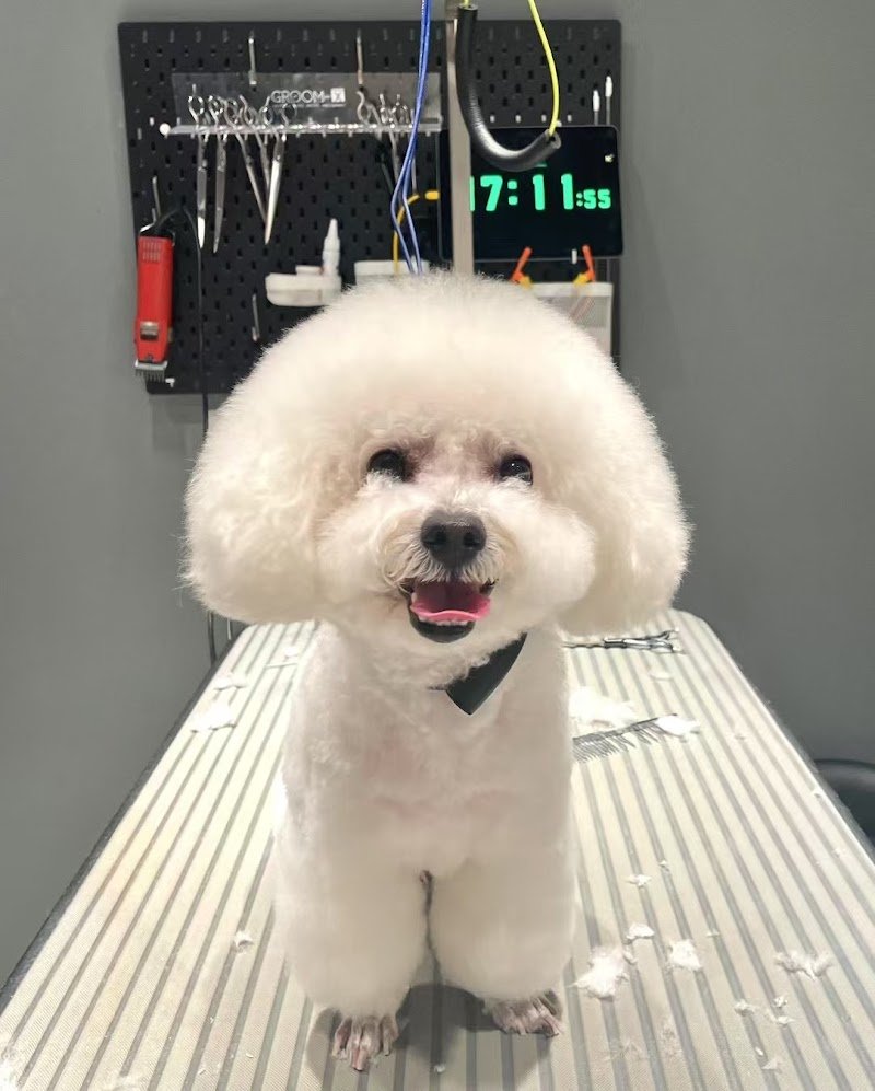 TartufoHome-toelettatura degli animali - Foto 3