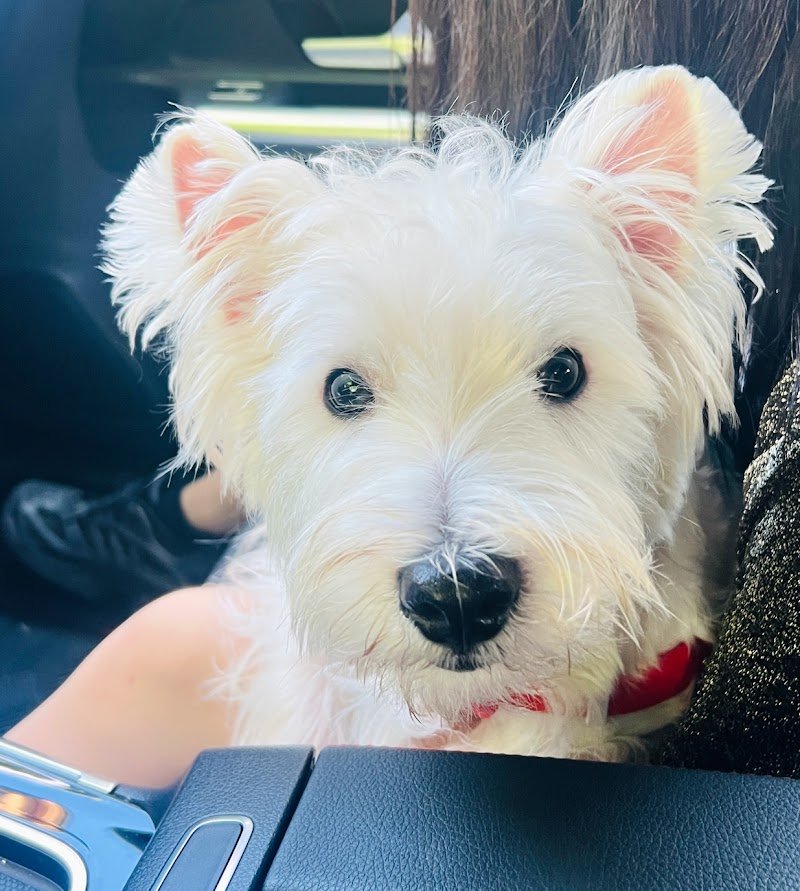 TartufoHome-toelettatura degli animali - Foto 4