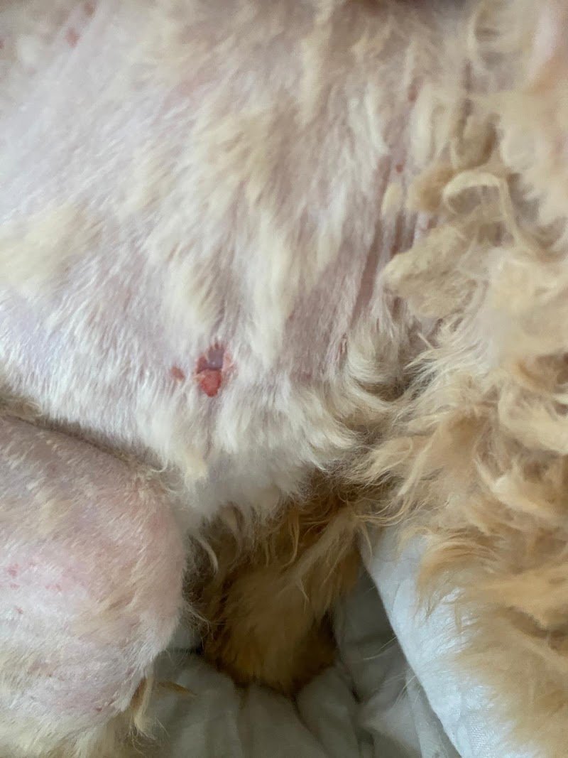 Tatiana Missineo - Foto 4