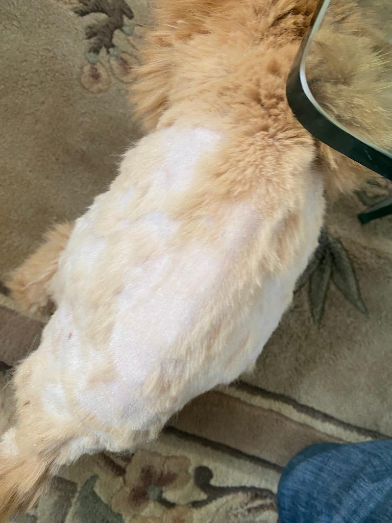 Tatiana Missineo - Foto 5