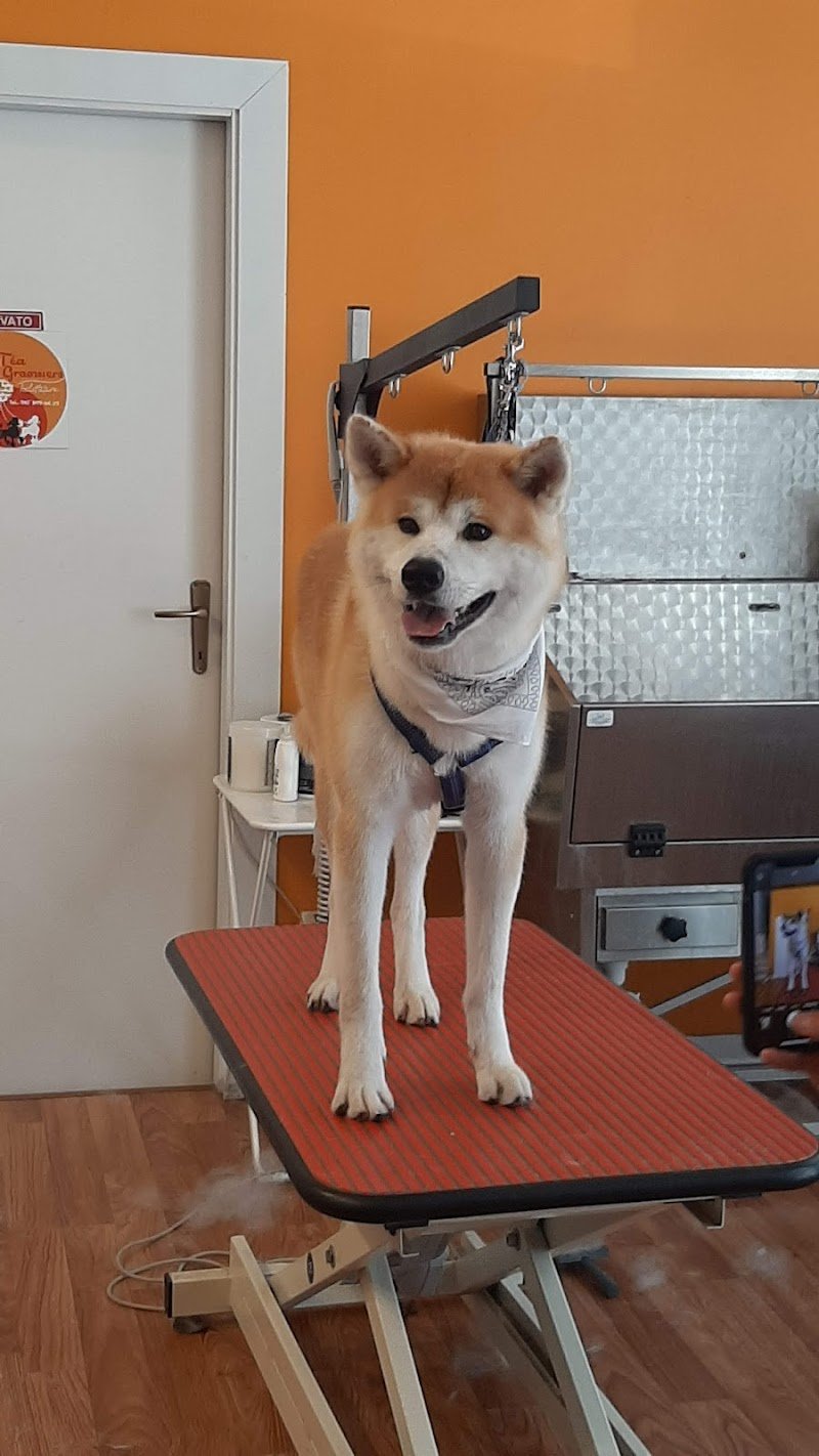 Téa Groomers Toelettatura - Foto 2