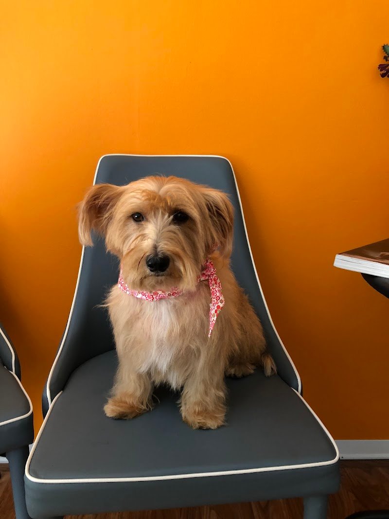 Téa Groomers Toelettatura - Foto 3