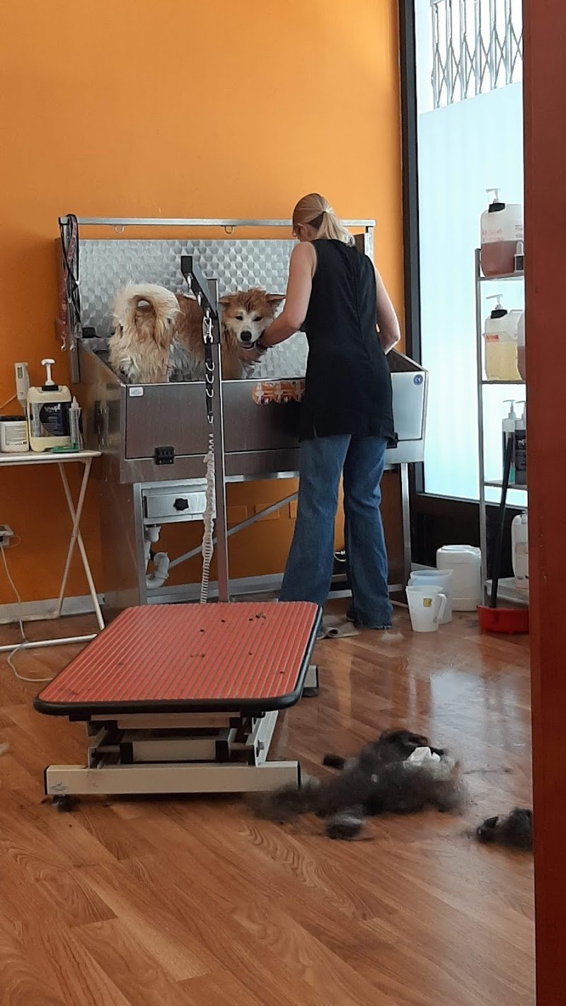 Téa Groomers Toelettatura - Foto 4