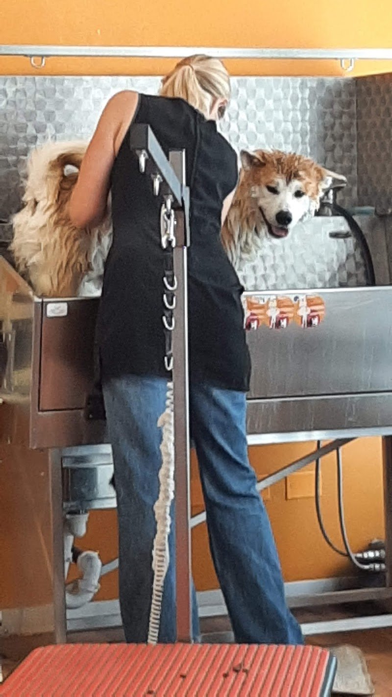 Téa Groomers Toelettatura - Foto 5