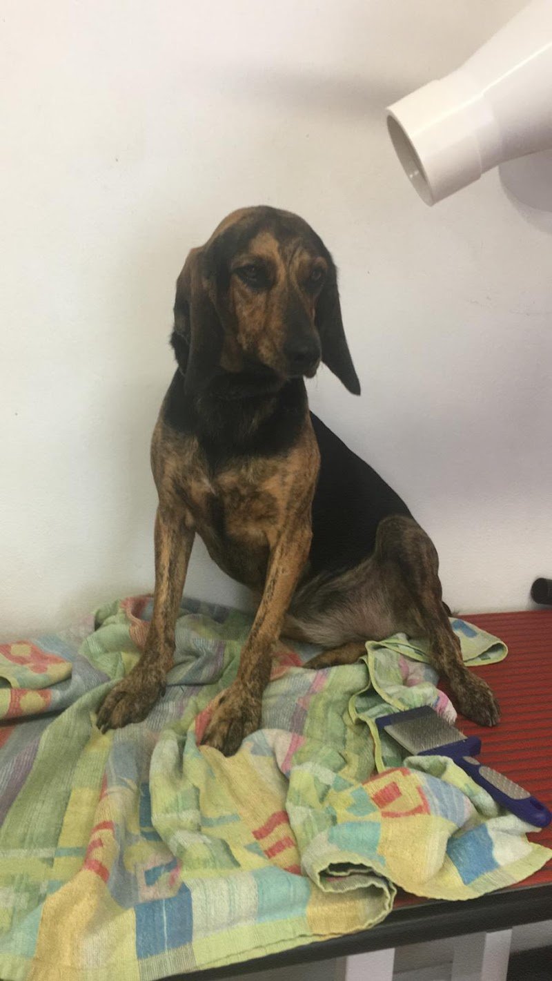 Téa Groomers Toelettatura - Foto 6