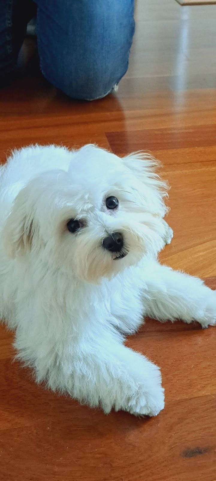 Terme Pet - Savona - Foto 3