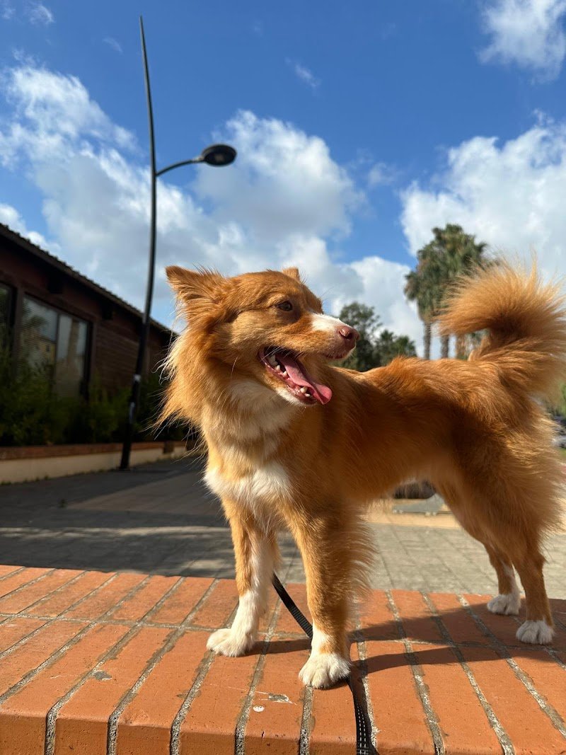 Terme Pet - Savona - Foto 4