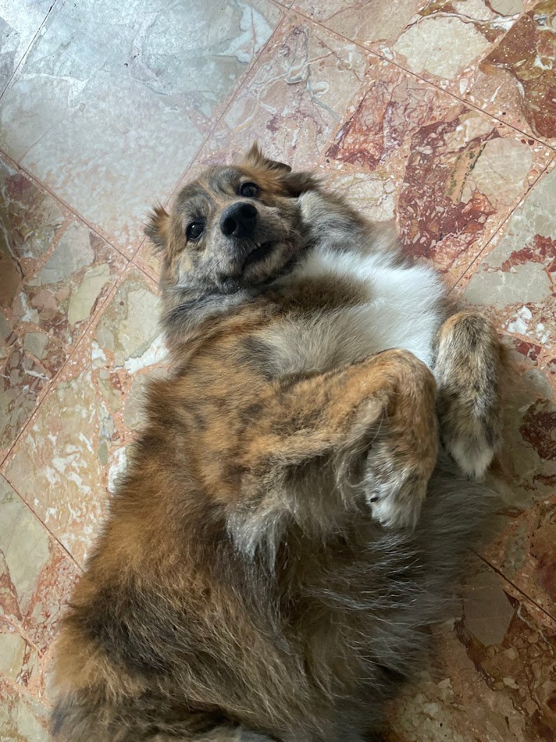 Terme Pet - Savona - Foto 5