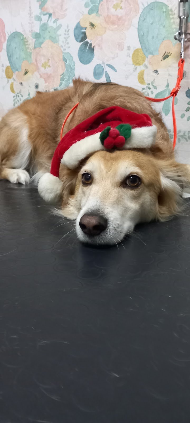 The Animal Wash - Foto 2