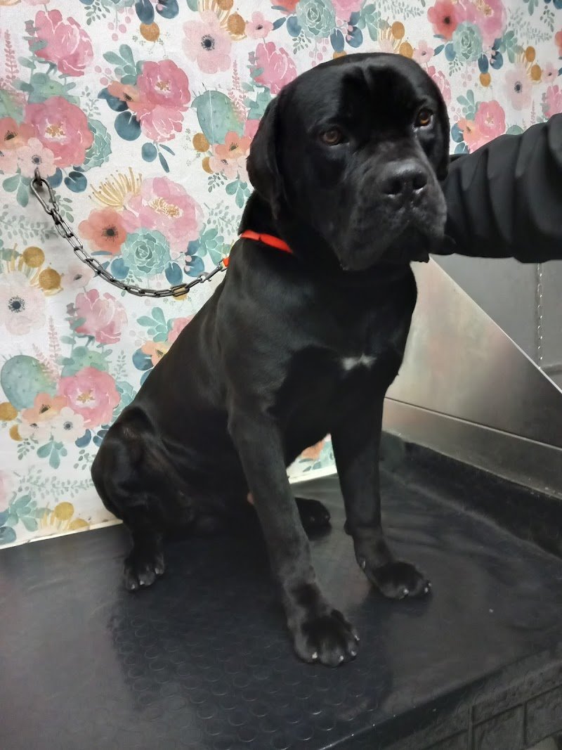 The Animal Wash - Foto 3