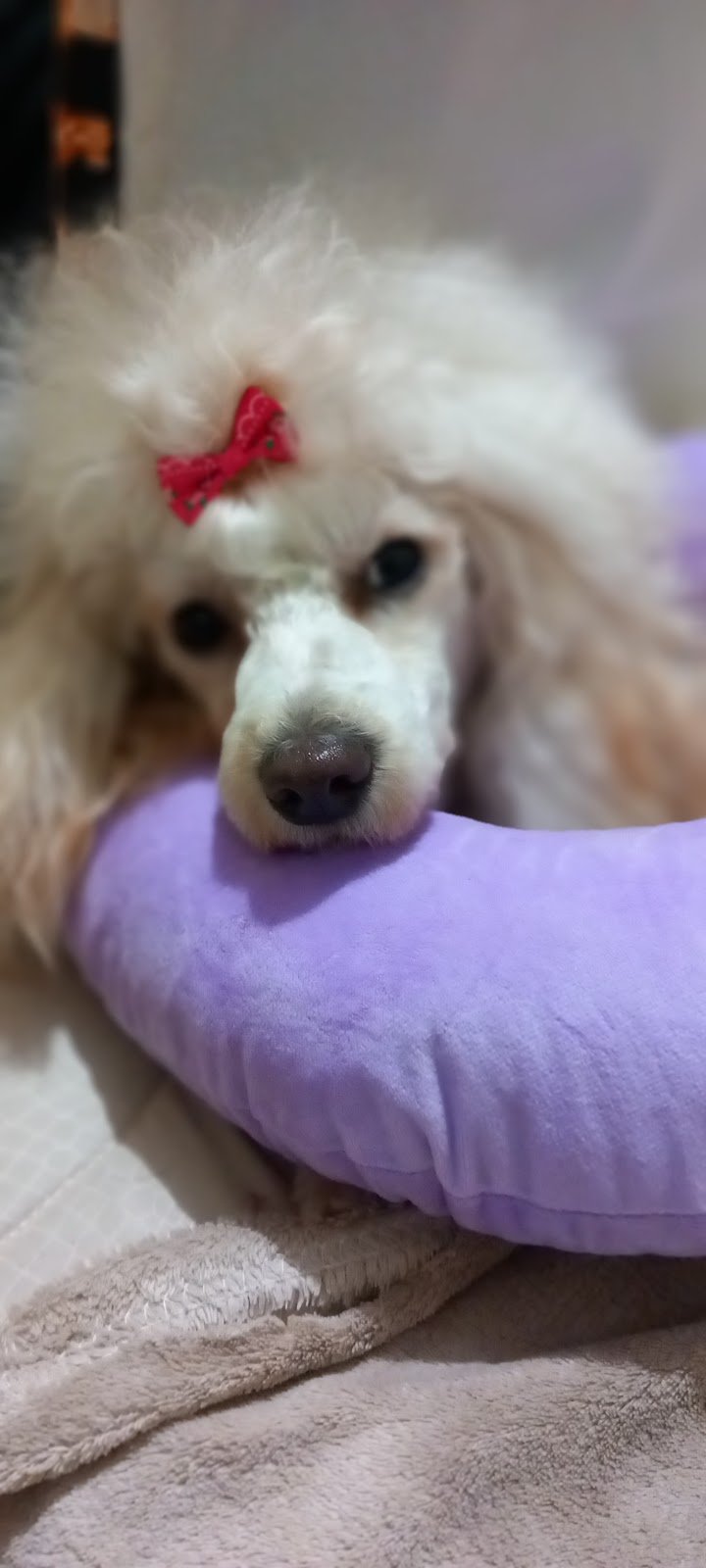 The Animal Wash - Foto 4