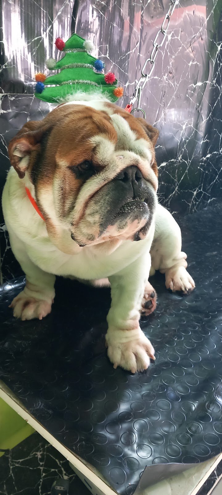 The Animal Wash - Foto 5