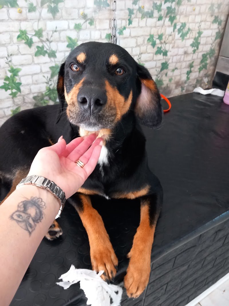 The Animal Wash - Foto 6