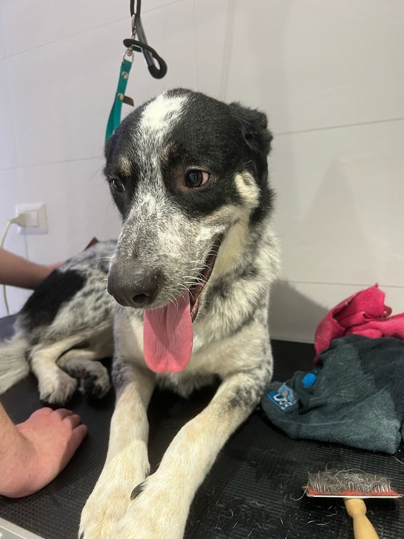 The Beauty Privè Pets - Foto 3