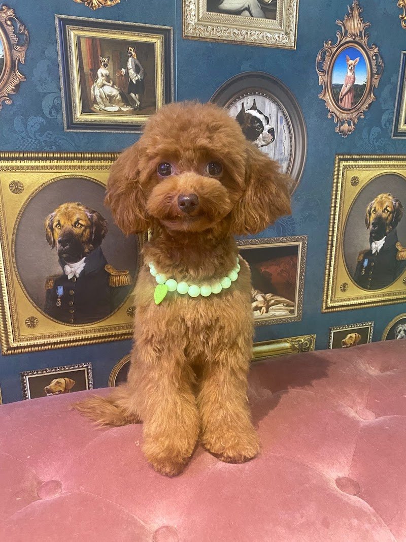 The Beauty Privè Pets - Foto 5