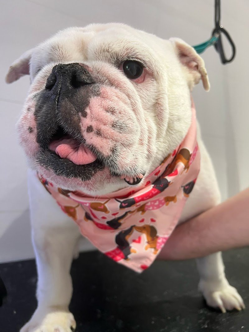 The Beauty Privè Pets - Foto 6