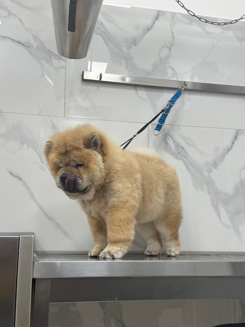 THE DOG'S CLUB REGGIO CALABRIA - Foto 1