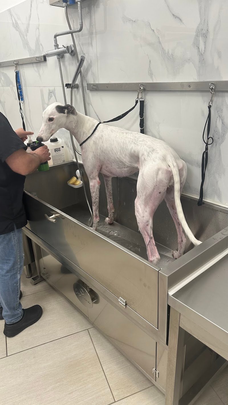 THE DOG'S CLUB REGGIO CALABRIA - Foto 2