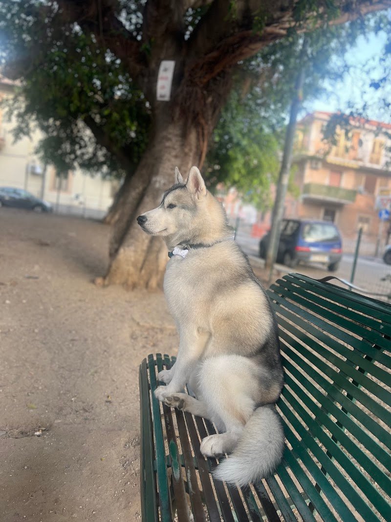 THE DOG'S CLUB REGGIO CALABRIA - Foto 5