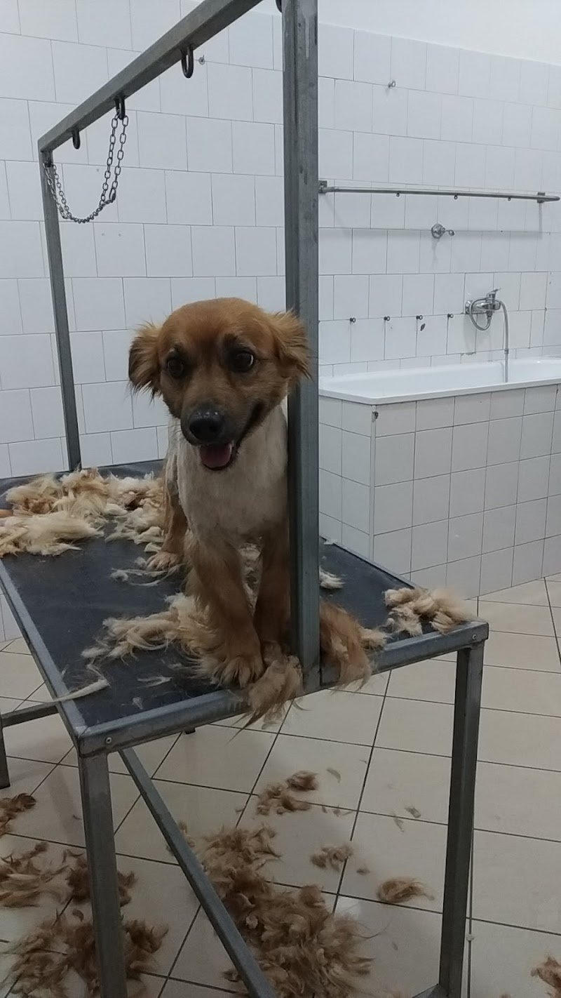 THE FRIEND OF ANIMALS - Foto 2