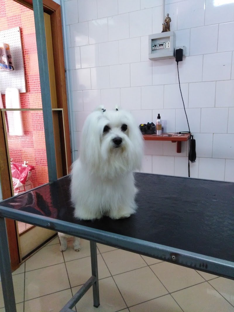 THE FRIEND OF ANIMALS - Foto 4