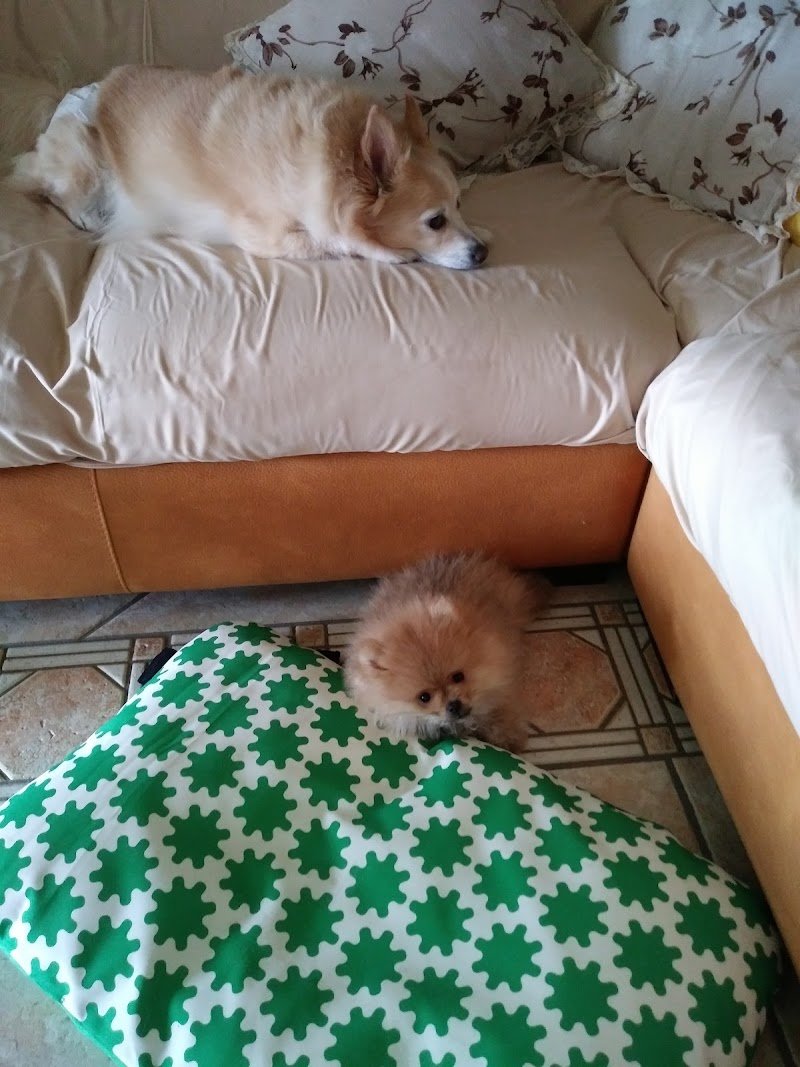 THE FRIEND OF ANIMALS - Foto 6