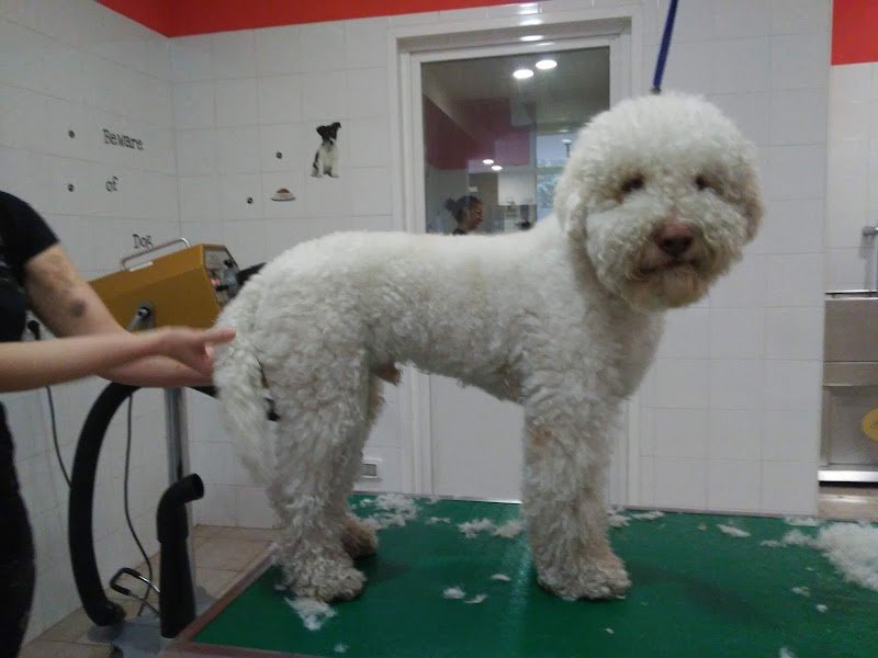 Tiffany'S Pet Spa - Foto 3