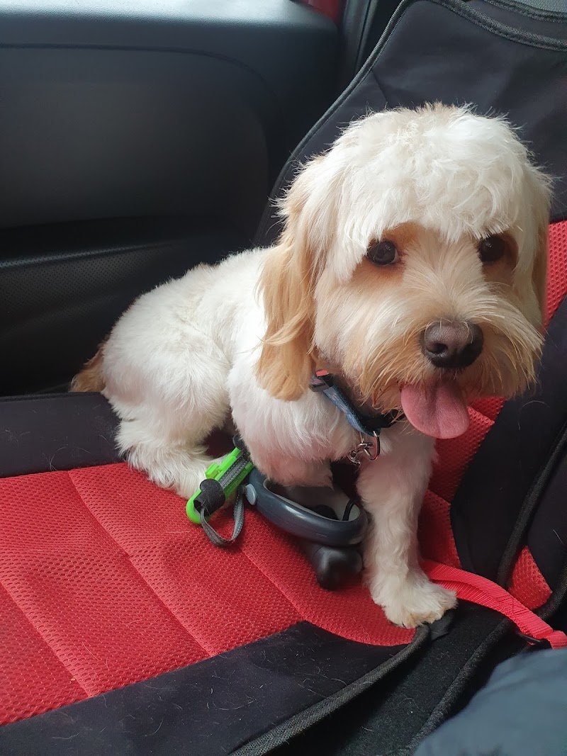 Tiger Pet Passion - Toelettatura - Petshop - Foto 1