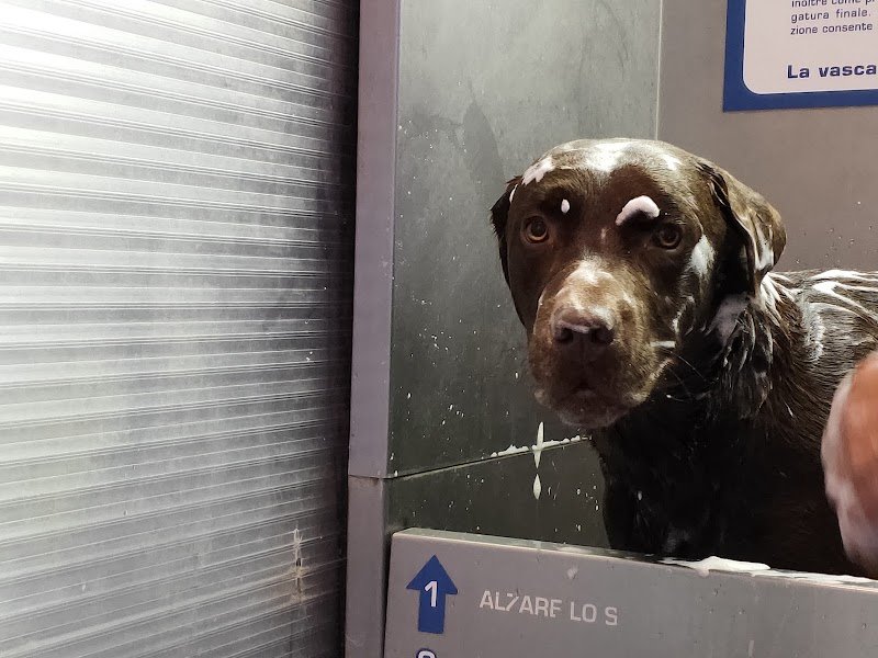 Tiger Pet Passion - Toelettatura - Petshop - Foto 3