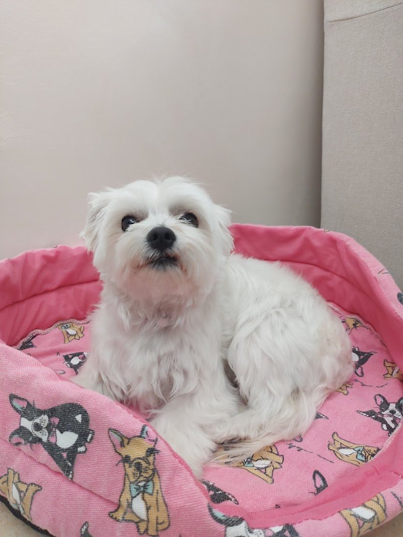 Tiger Pet Passion - Toelettatura - Petshop - Foto 4