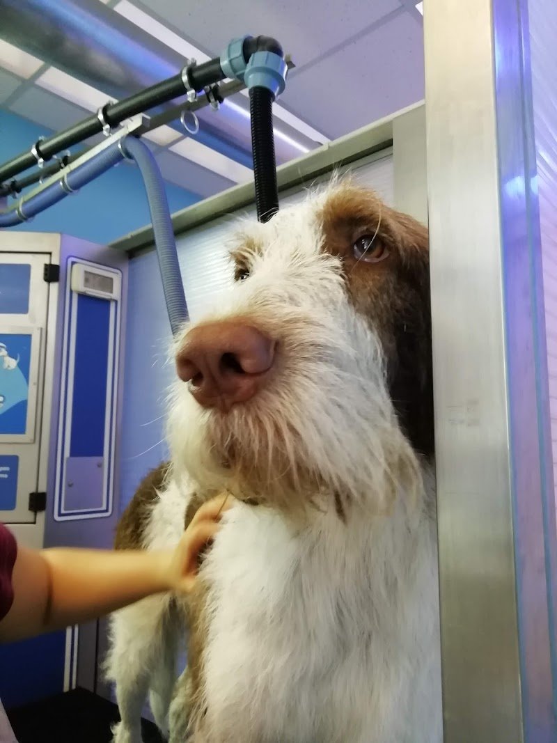 Tiger Pet Passion - Toelettatura - Petshop - Foto 5