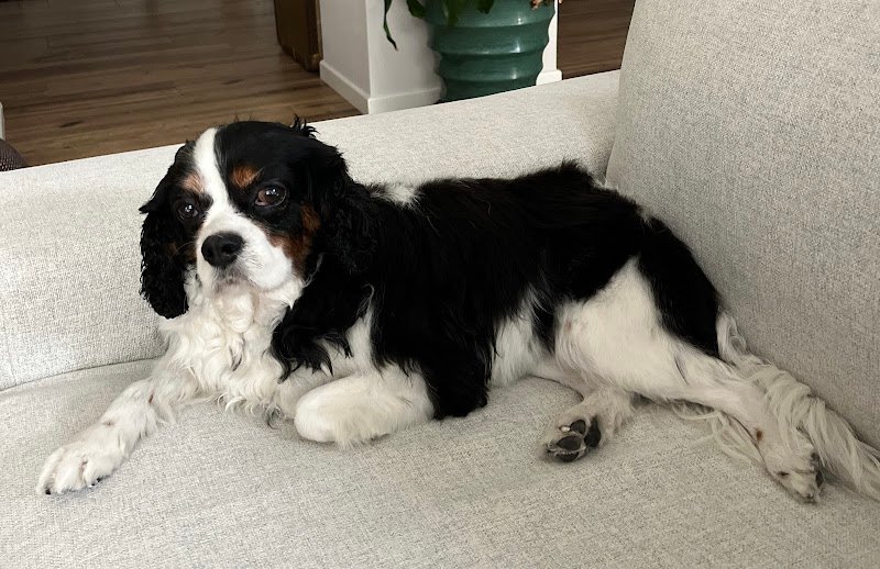 Tiger Pet Passion - Toelettatura - Petshop - Foto 6