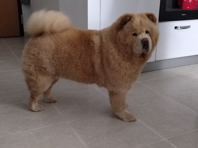 Timo's pelosi vanitosi - Foto 1