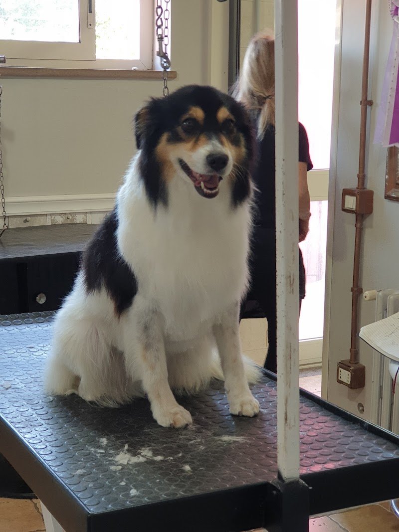 Tisbo Stefano - Foto 1