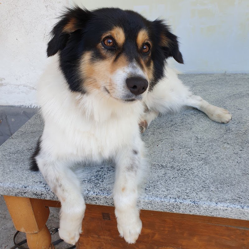 Tisbo Stefano - Foto 6