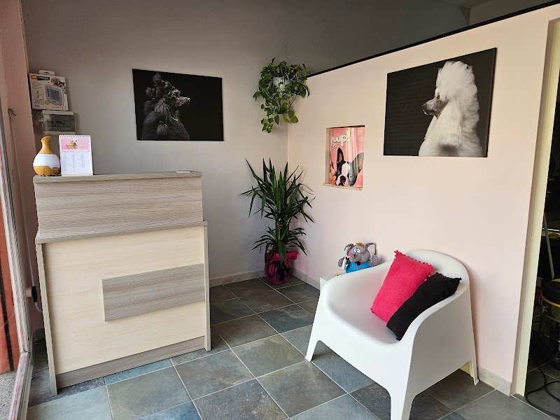 Tiziana Alica professional pet style - Foto 3