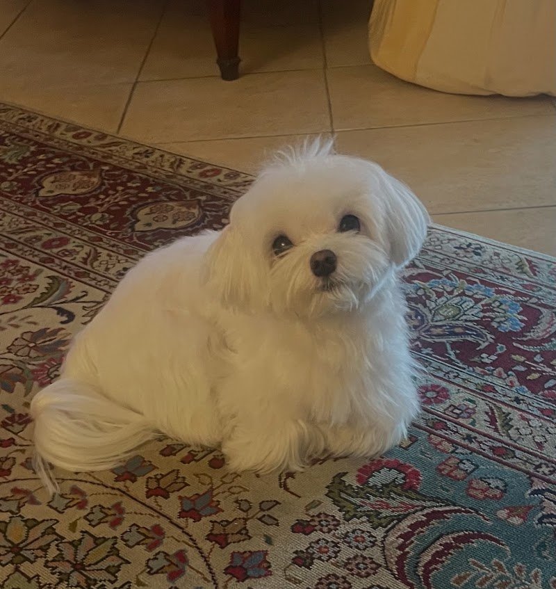 Tiziana Alica professional pet style - Foto 4