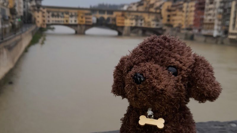 Toc toelettatura e shop - Foto 1