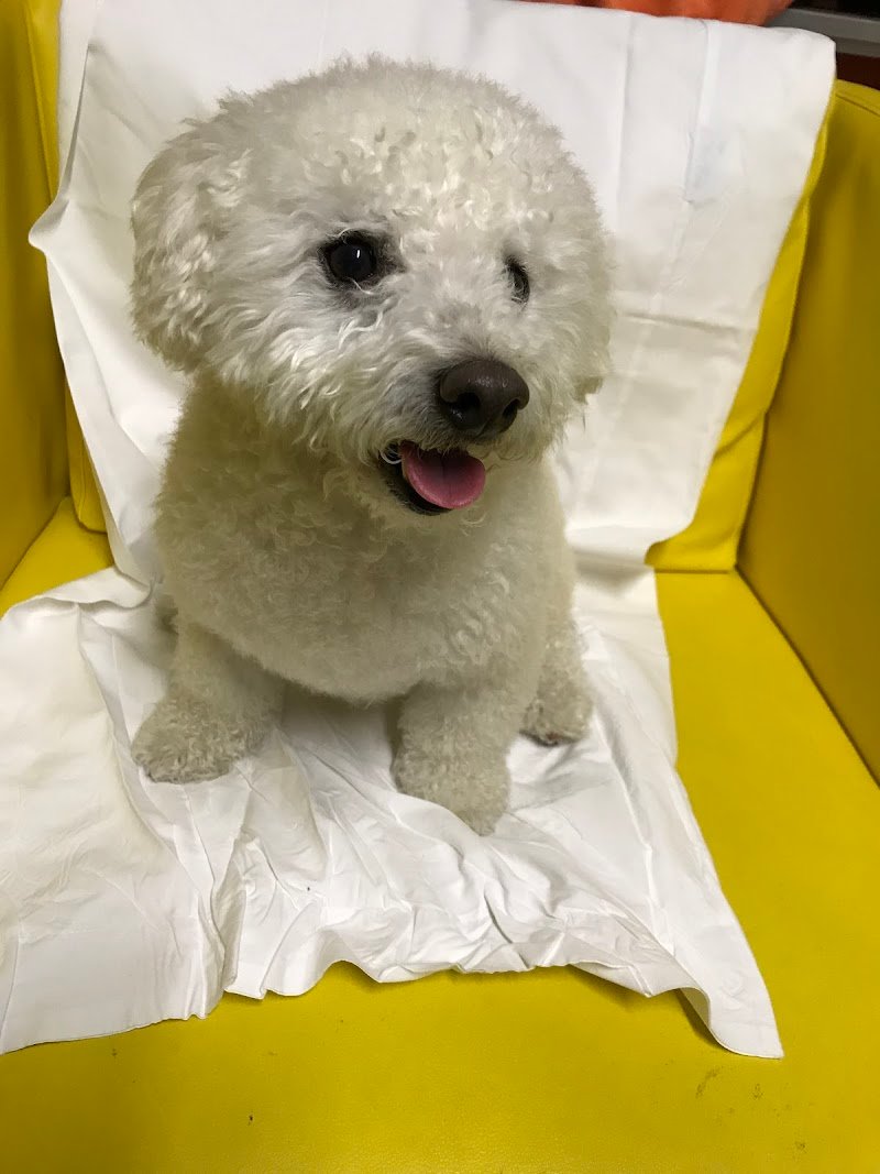 Toc toelettatura e shop - Foto 3