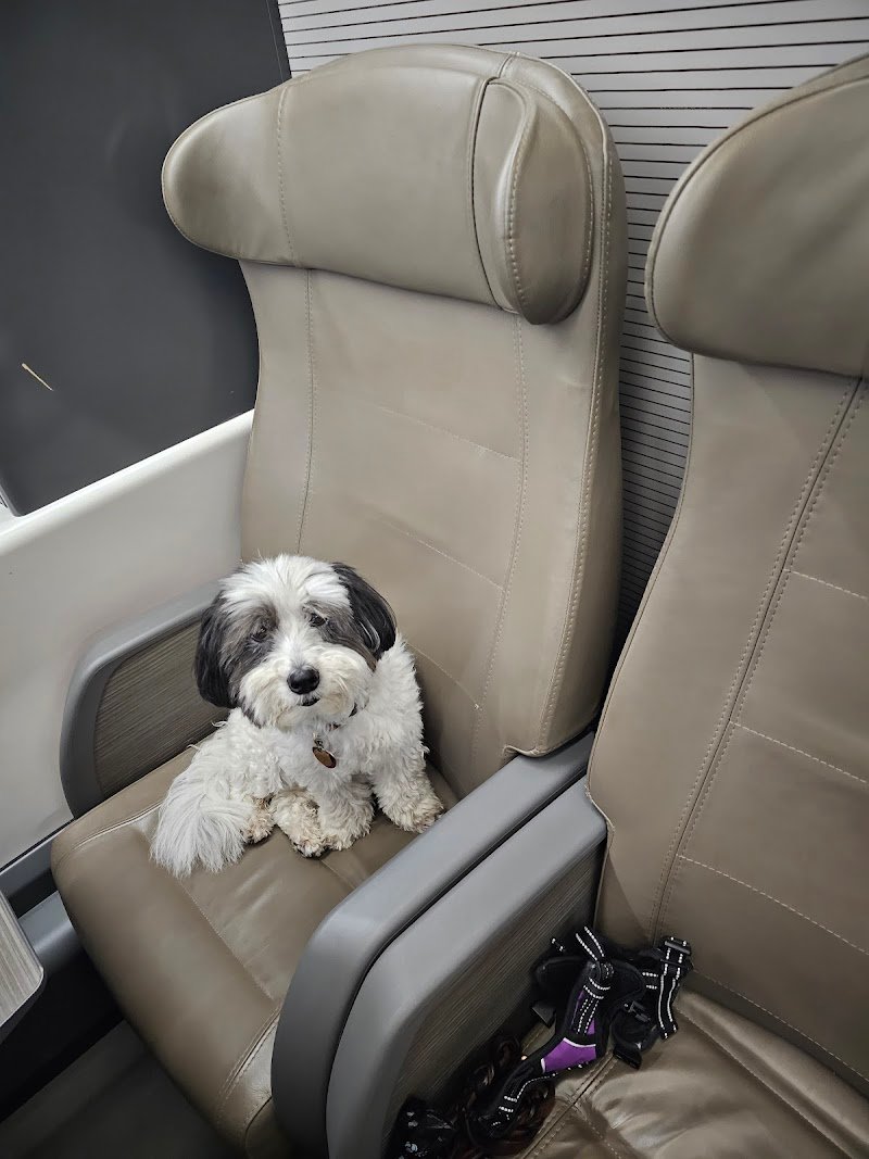 Toc toelettatura e shop - Foto 5