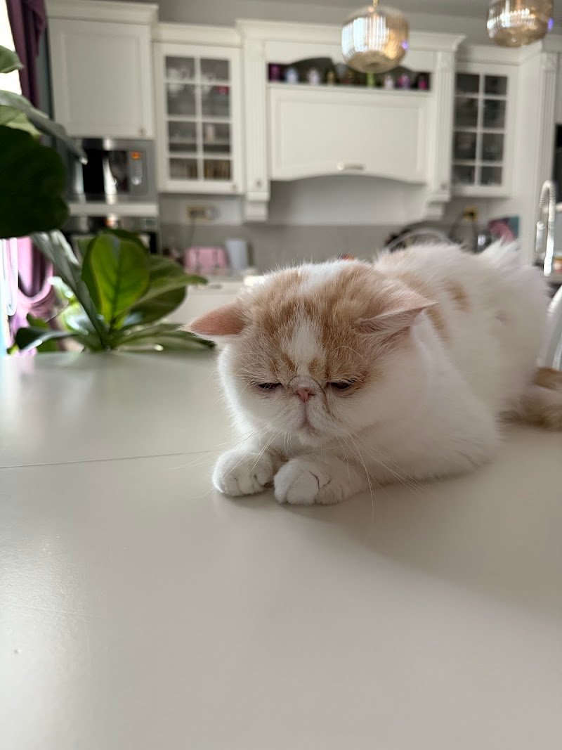 Toeletta Cave canem - Foto 6