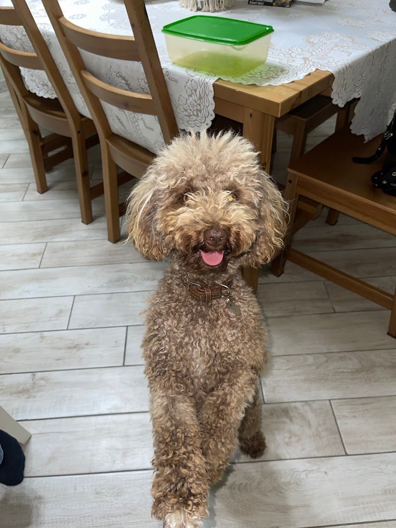 Toeletta CONTE MAX / Progetto il Cucciolo - Foto 3