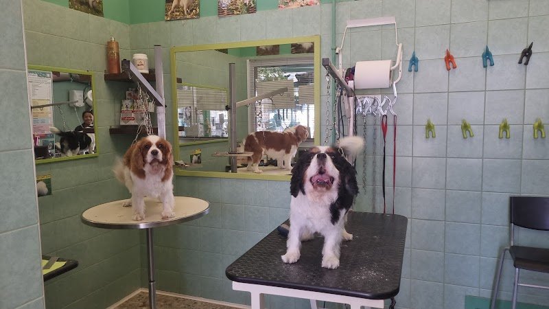 Toeletta CONTE MAX / Progetto il Cucciolo - Foto 4