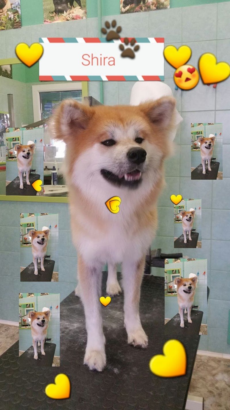 Toeletta CONTE MAX / Progetto il Cucciolo - Foto 6