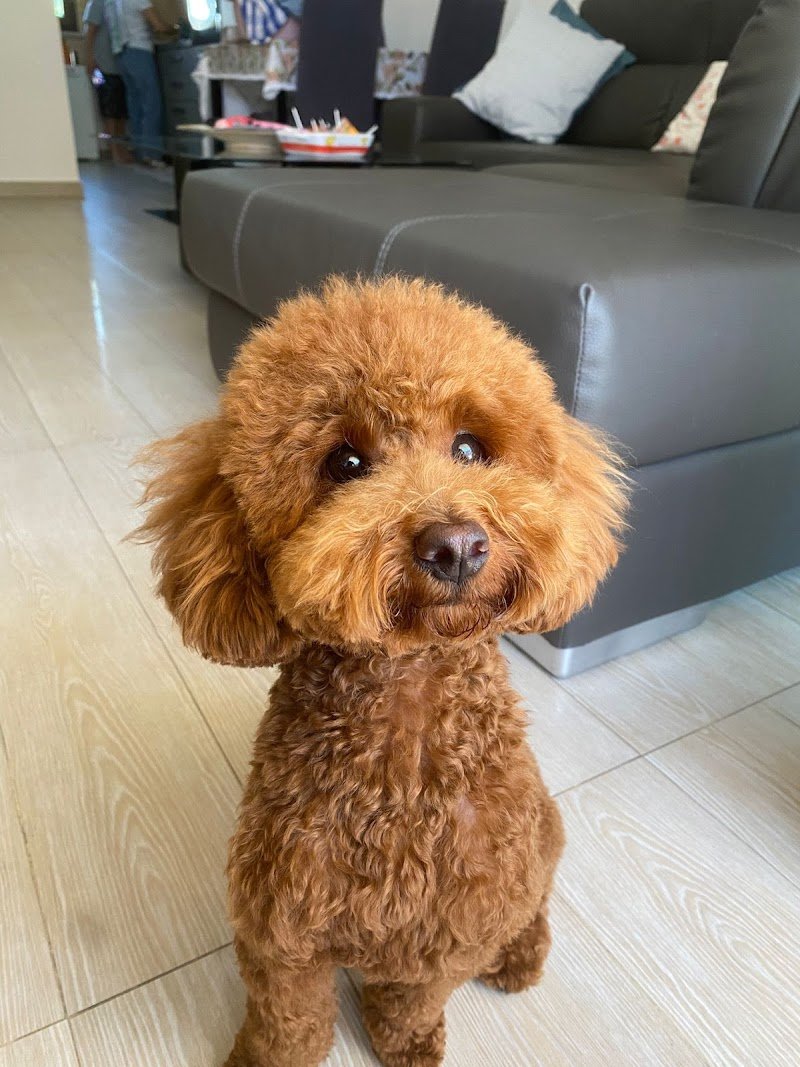 Toeletta da Laura - Foto 1