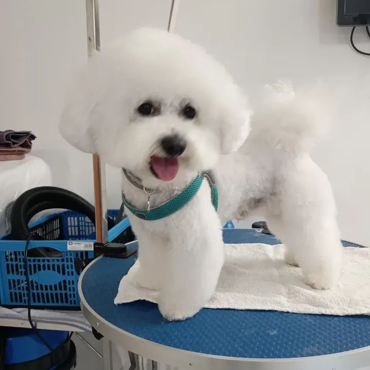 Toeletta da Laura - Foto 2